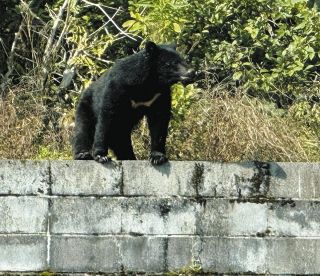岐阜県揖斐川町と大野町でクマ目撃相次ぐ　9日出没と同一個体か