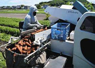 オレンジ色鮮やか　各務原にんじんの収穫始まる