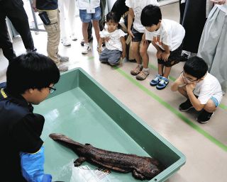 「ききょう」捕獲時以上の体重に　多治見市でオオサンショウウオ成長記録会