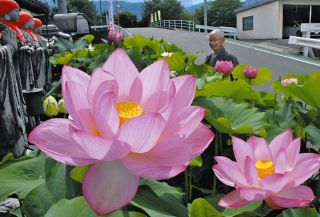大輪のハス、108の鉢に　中津川・阿木の萬嶽寺で見頃