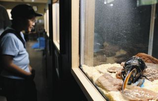 世界のカブトムシが大集合！　おおい・きのこものしり館で昆虫展
