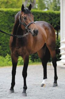 西村淳也、初のG1勝利へ騎乗4戦負け知らずのエルトンバローズとタッグ