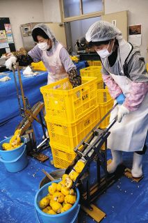 笠置のユズ、香り強く質高い　恵那の組合が受け入れ、加工