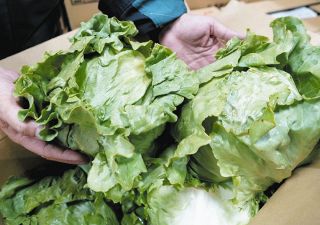 みずみずしく品質の良いレタス値頃　魚介類も安値で推移