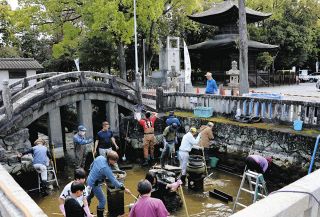 池の水を全部抜いたらコイ生き生き　知立神社、祭り前に大掃除