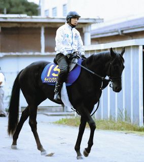 【菊花賞・枠順確定】チャリングクロス8枠17番に中尾助手「できれば偶数が良かったけど…何なら大外の方がよかったかな」