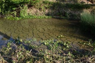 水位が下がったため池＝瑞浪市で、5月14日撮影