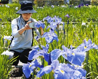 華やかなハナショウブが各地で見ごろ