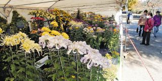 丹精の菊花、秋を彩る　11月12日まで、松本城公園で展示