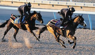 【非売品】競馬メイショウサムソン 2007天皇賞春秋連覇記念 清酒 2007年 天皇賞（春）（GⅠ） | メイショウサムソン | JRA公式