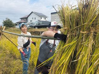 作業所利用者と「はさがけ」　瑞穂市の有機農業推進団体