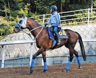 中央競馬】今村聖奈が17戦目で初勝利 阪神8R、5番人気ブラビオで直線