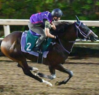 レイデオロ　たてがみ レイデオロ たてがみ レイデオロ - Rey de Oro - 競走馬
