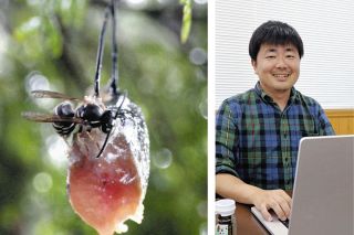 蜂の子の味は野生と飼育で違うらしい　岐阜県恵那市などでクロスズメバチを調査し論文発表