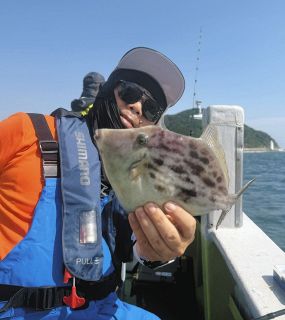 肝パンカワハギ舞う　愛知・南知多片名出船