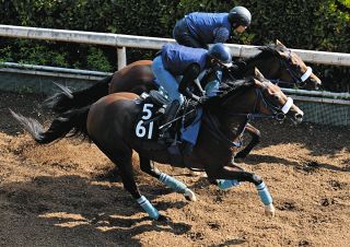 【レパードS追い切り】3連勝中のジーサイクロン、アイルランズコールと併せて同入 田嶋助手「気性が成長して、だいぶ大人に」