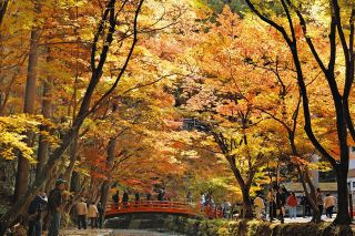 ふしぎ駄菓子屋銭天堂」の世界へ 児童に人気、藤枝で展覧会：中日新聞