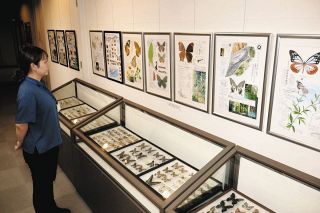 標本や細密画で昆虫の生態を知ろう　駒ケ根市立博物館で企画展