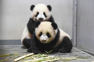 上野動物園の双子パンダ・シャオシャオ&レイレイが来年1月12日から公開 「当てたい」とファン盛り上がる