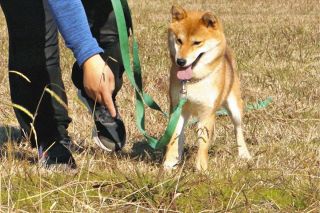柴犬の星、2歳の雌「つぶ」　初の警察犬なるか　「怒られてもへこたれず」訓練、4月審査発表へ