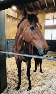 大阪杯レコードＶのベラジオオペラは元気いっぱい、月野木助手「体つきが完成されてきた」「3連覇を目指したい」