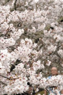 「知られざる名所」　津・三ケ野川沿いのソメイヨシノが見頃