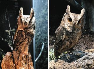 ＜アクア・トトぎふだより＞オオコノハズク　驚くと枝のように“変身”