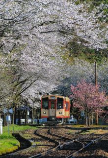山村駆ける姿、いつまで　長良川鉄道＜県境のぎふと＞