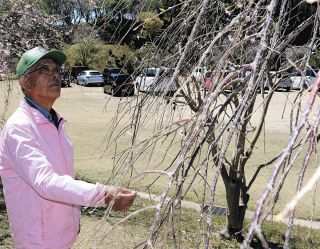 まつり開催中なのに…シダレザクラの花ほとんど付かず　愛知県の幸田文化公園、雨不足と猛暑原因？