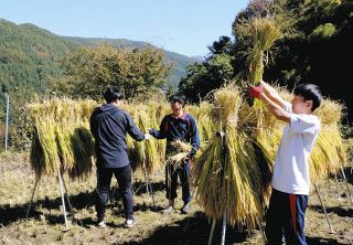 環境に配慮した「エコ田んぼ」で収穫　伊那市の高遠高校生、中干しなど工夫